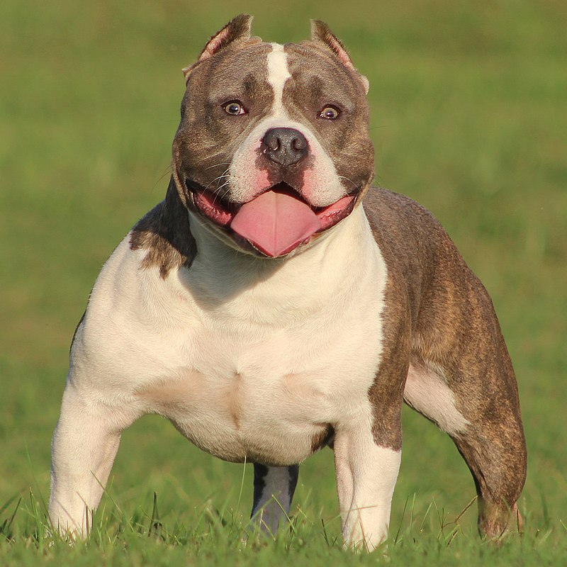 American Bully AIC Associação Intercontinental de Cinofilia